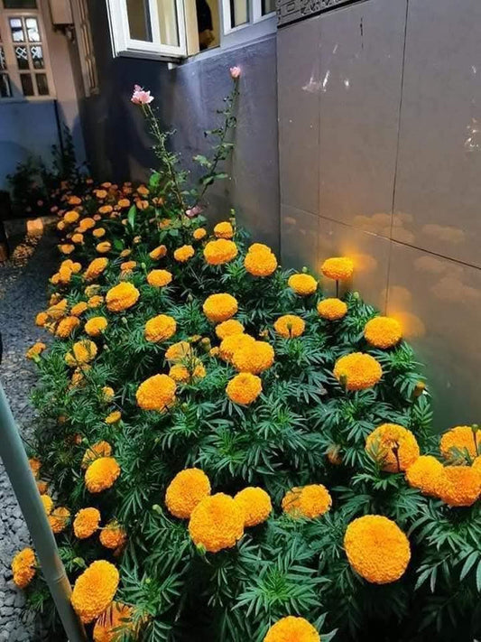 Gold Marigold 2