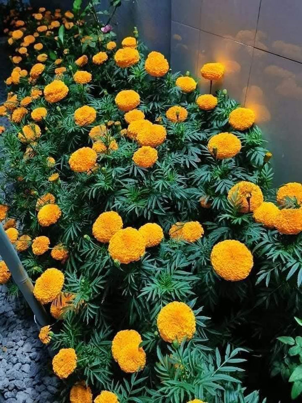 Gold Marigold 3
