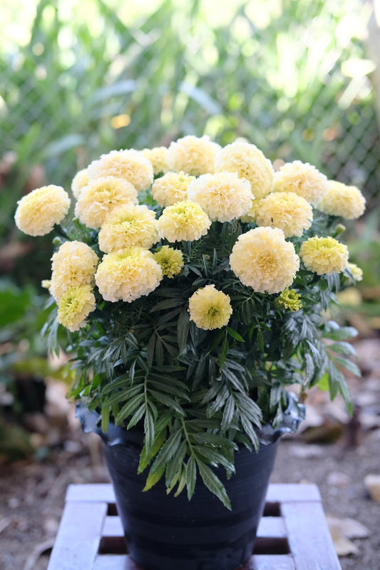 White Marigold — potted with 2 plants