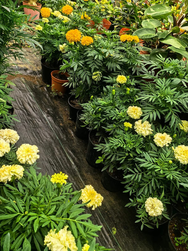 White Marigold 3