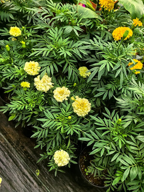 White Marigold 4