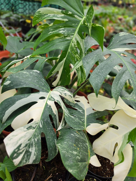 Monstera Deliciosa