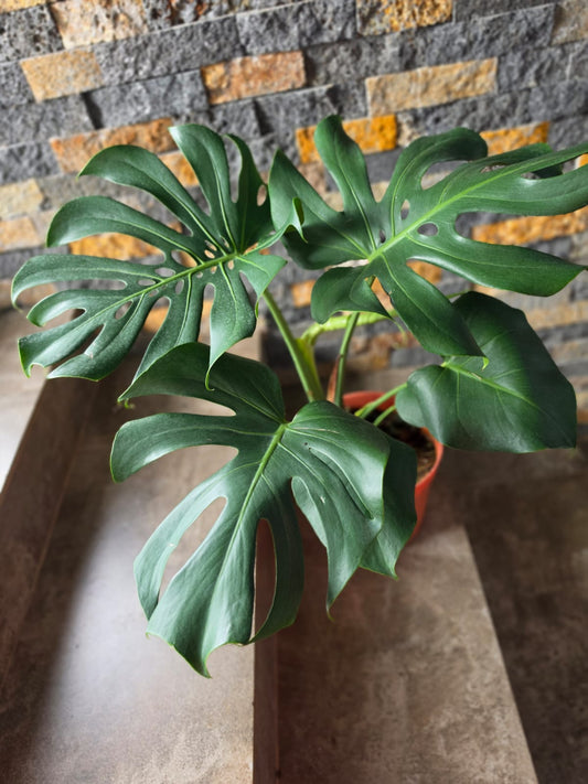 Monstera Deliciosa