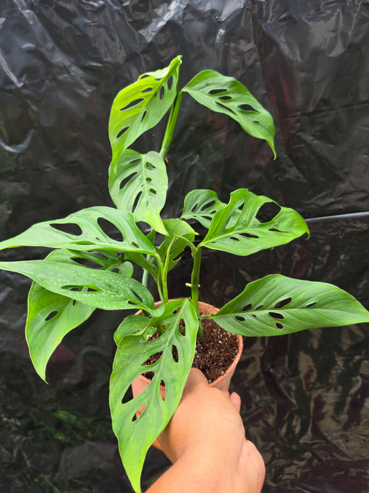 Monstera Swiss Cheese Plant