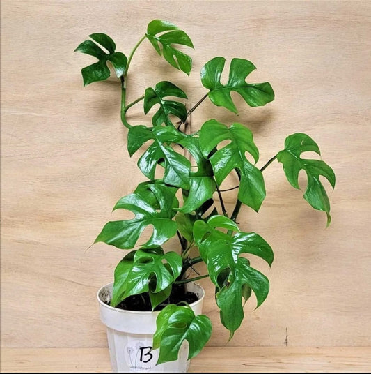 Monstera Tetrasperma Imported Variety