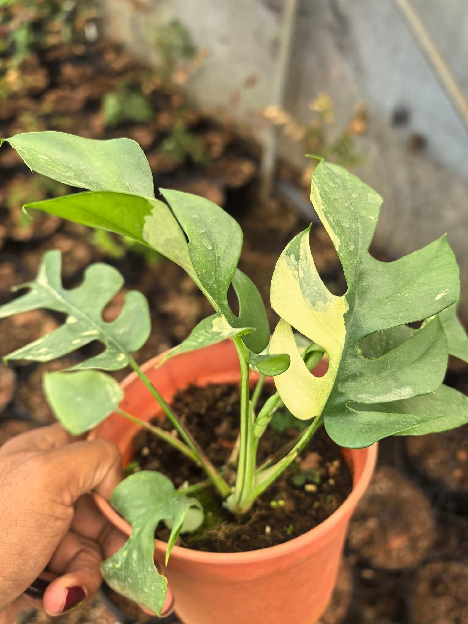 Monstera Tetrasperma Variegated