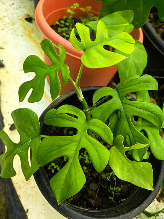 Monstera Tetrasperma Local Variety