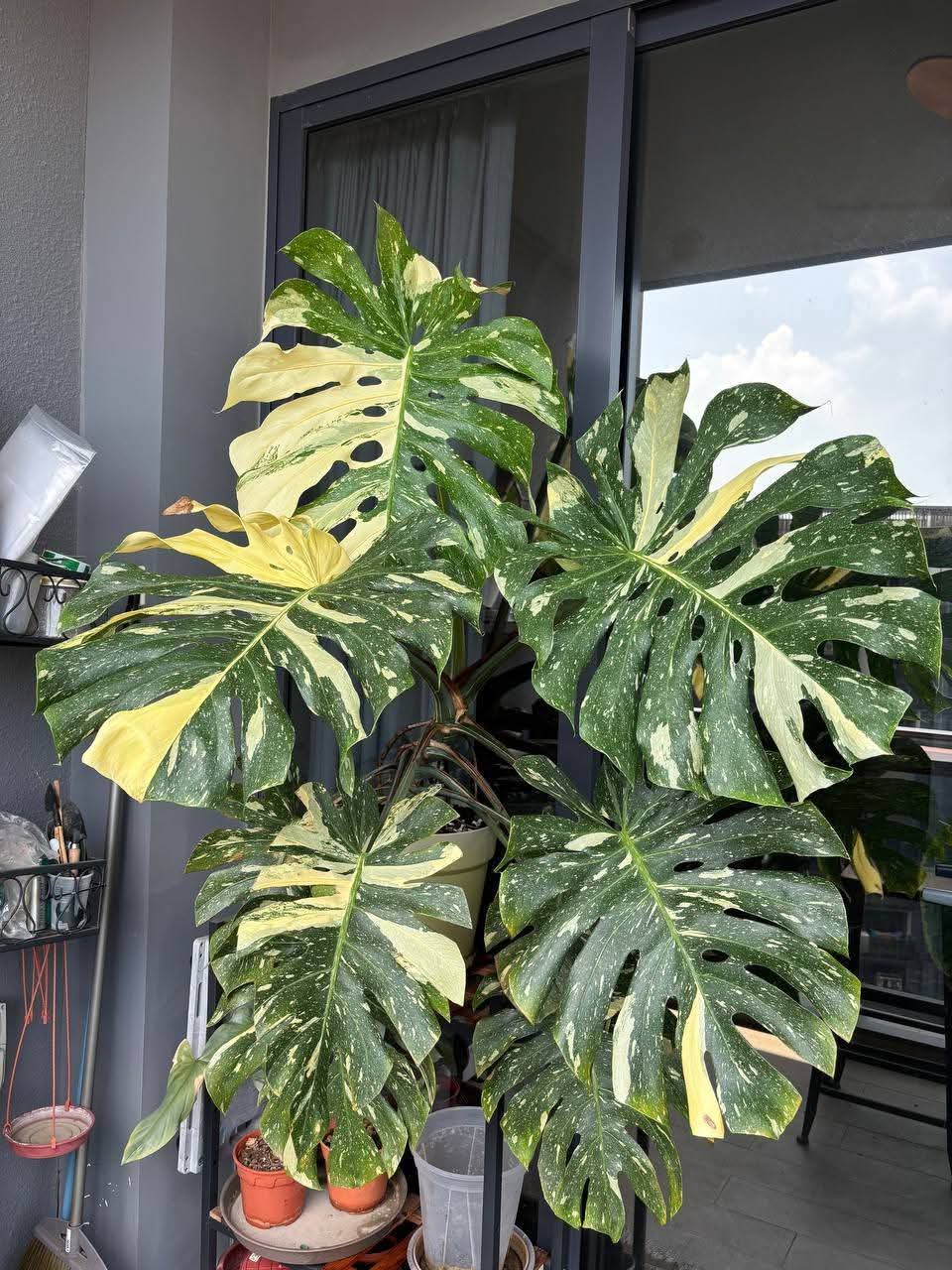 Monstera Thai Constellation