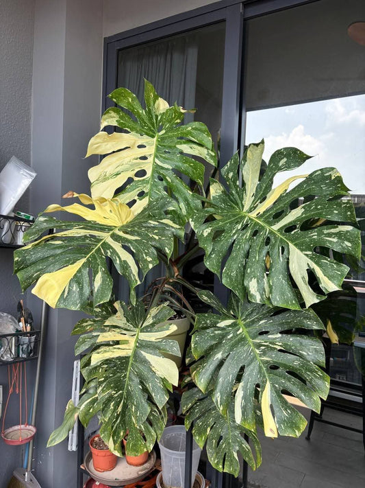 Monstera Thai Constellation