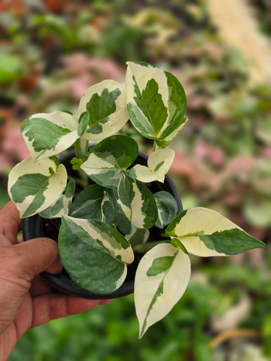 Njoy Pothos