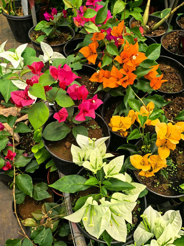 Orange Bougainvillea 2