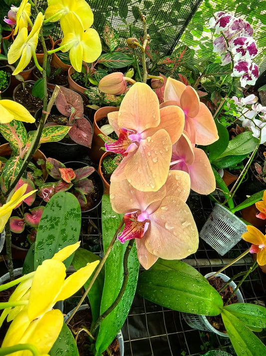 Orchid Light Orange