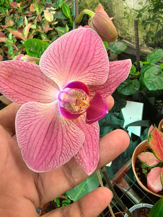 Orchid Light Pink