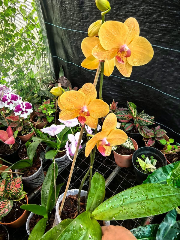 Orchid Brown