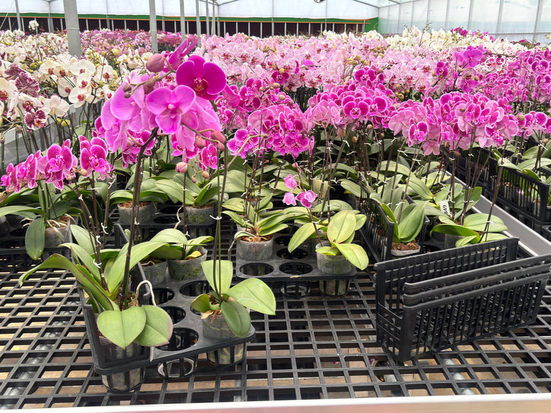 Orchid Pink