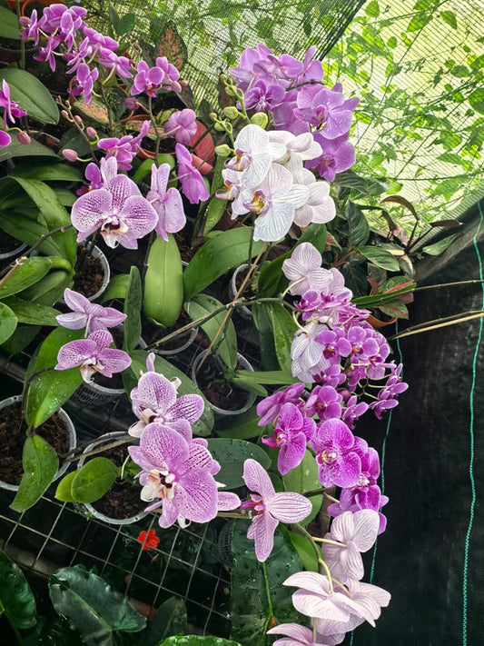 Orchid Variety Purple