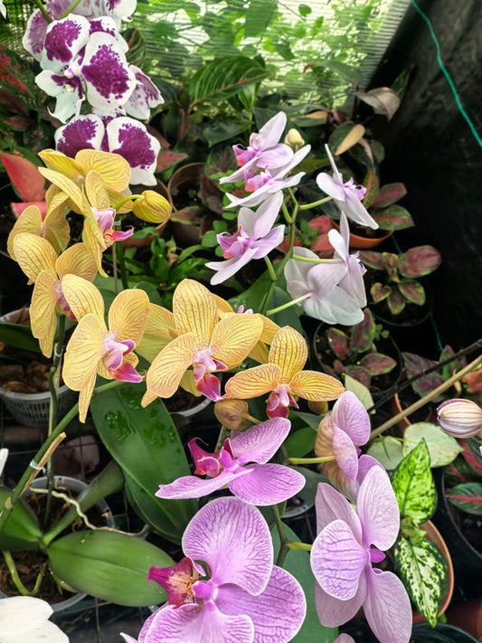 Orchid Variety