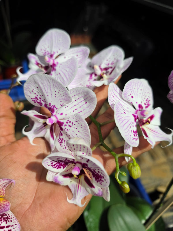 Orchid White Dotted Purple