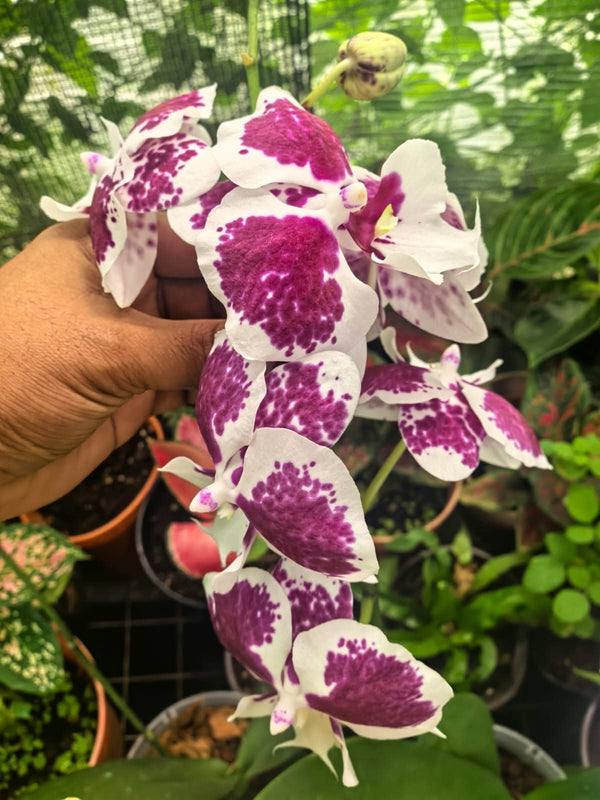 Orchid White Purple 2