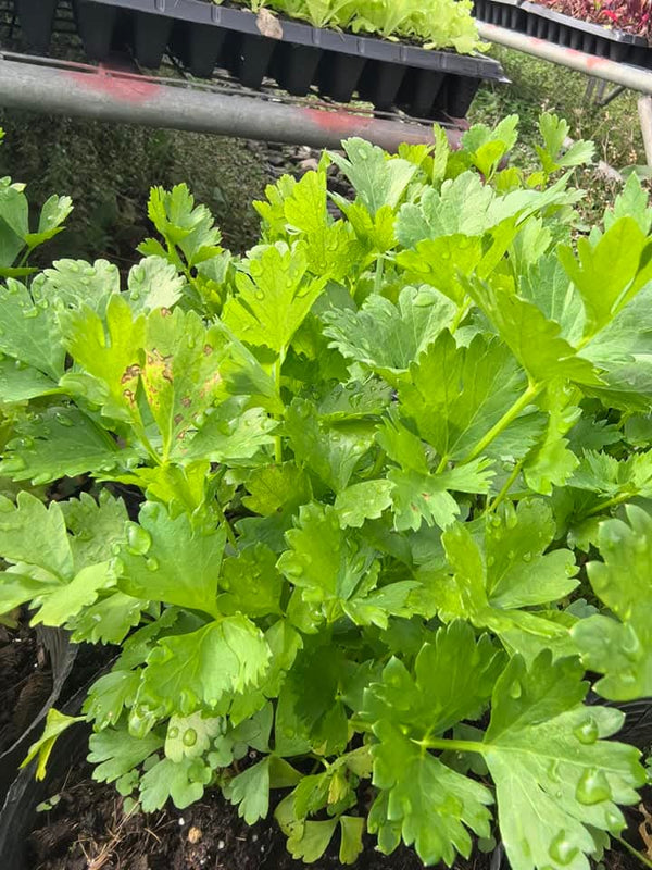 Potted Persil