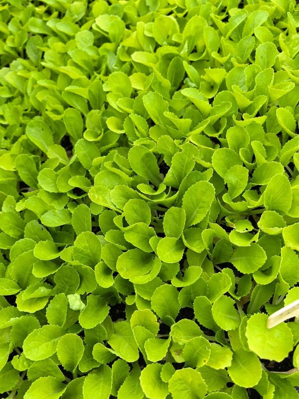 Petsai