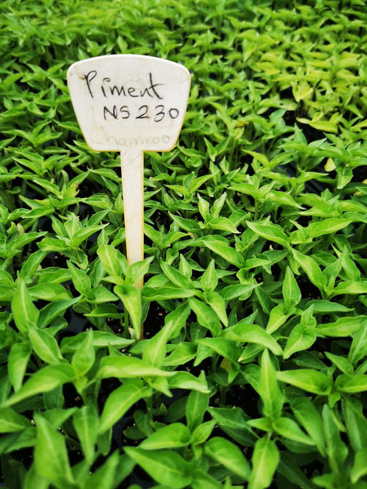Piment NS 230