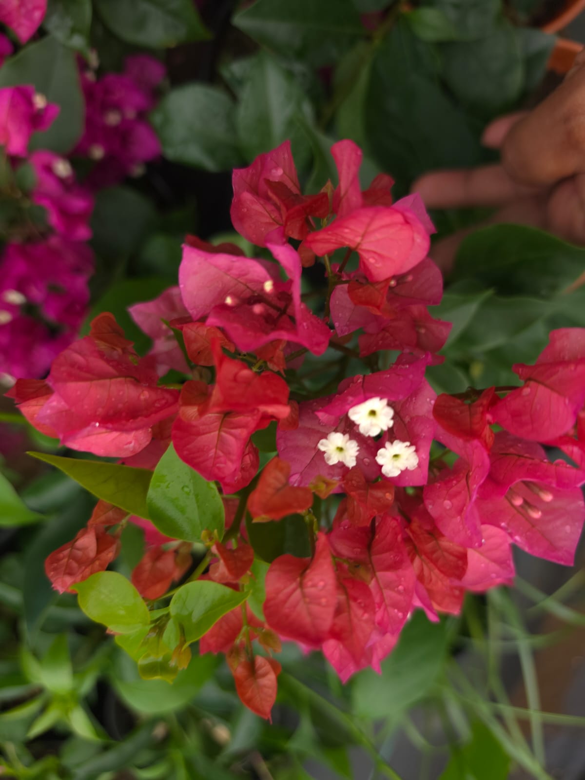 Pink Bougainvillea