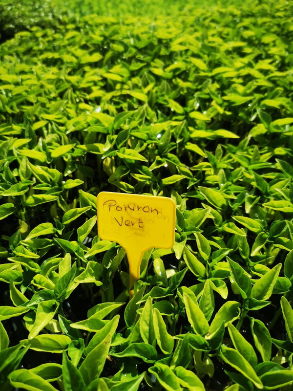 Poivron Vert, Rouge et Jaune