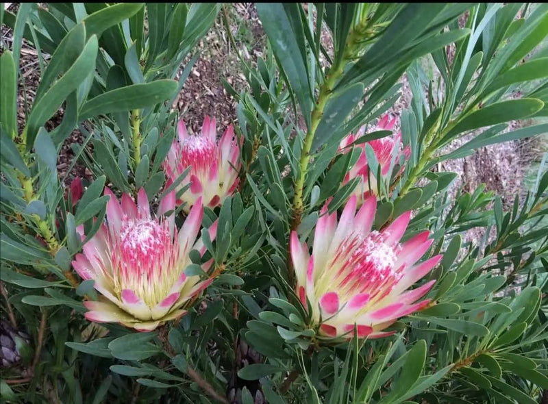 Protea Plant 4