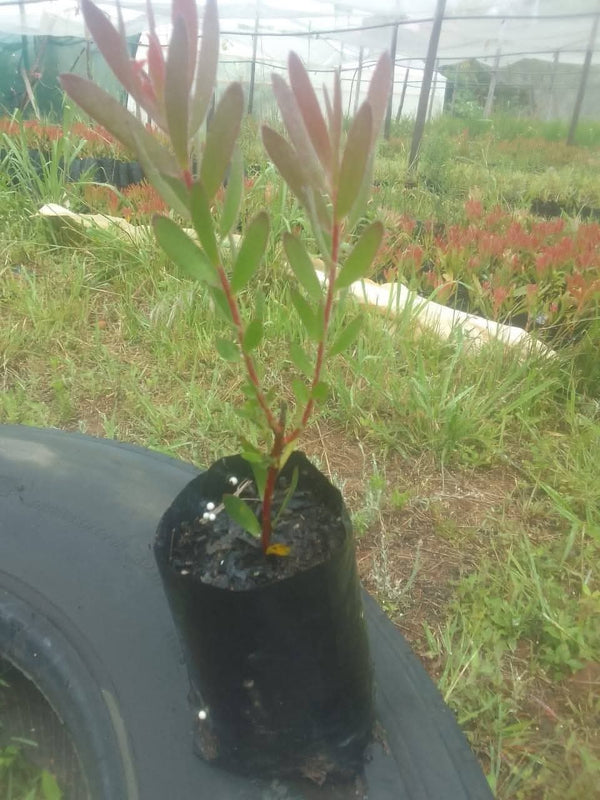 Protea Plant 5