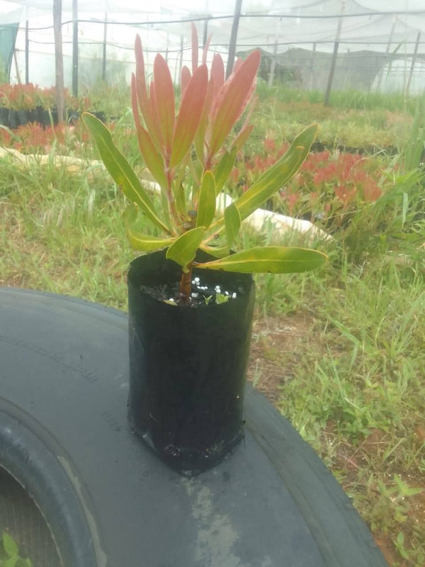Protea Plant 6