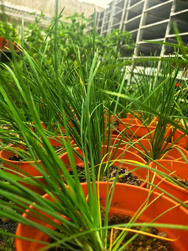 Potted Q d'ail