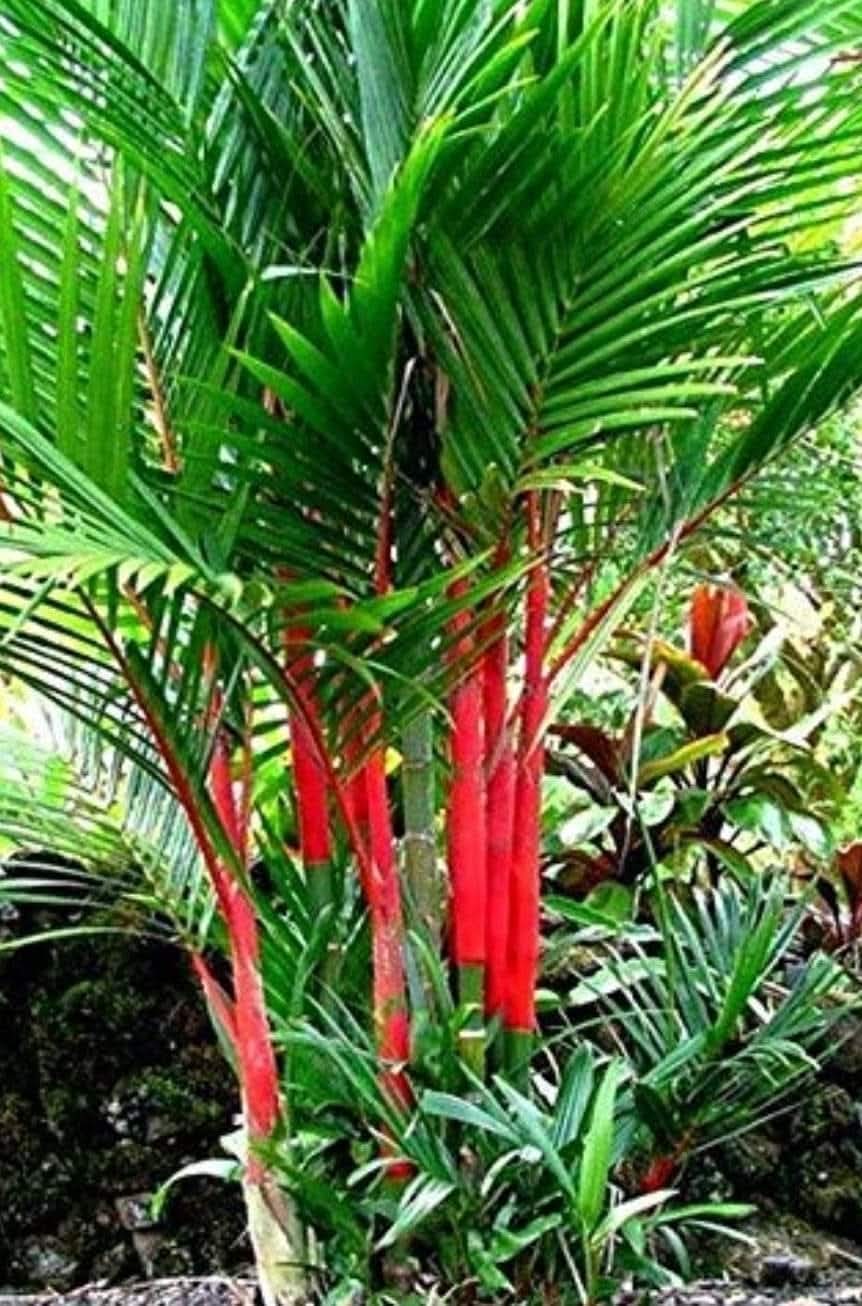 Red Palm tree