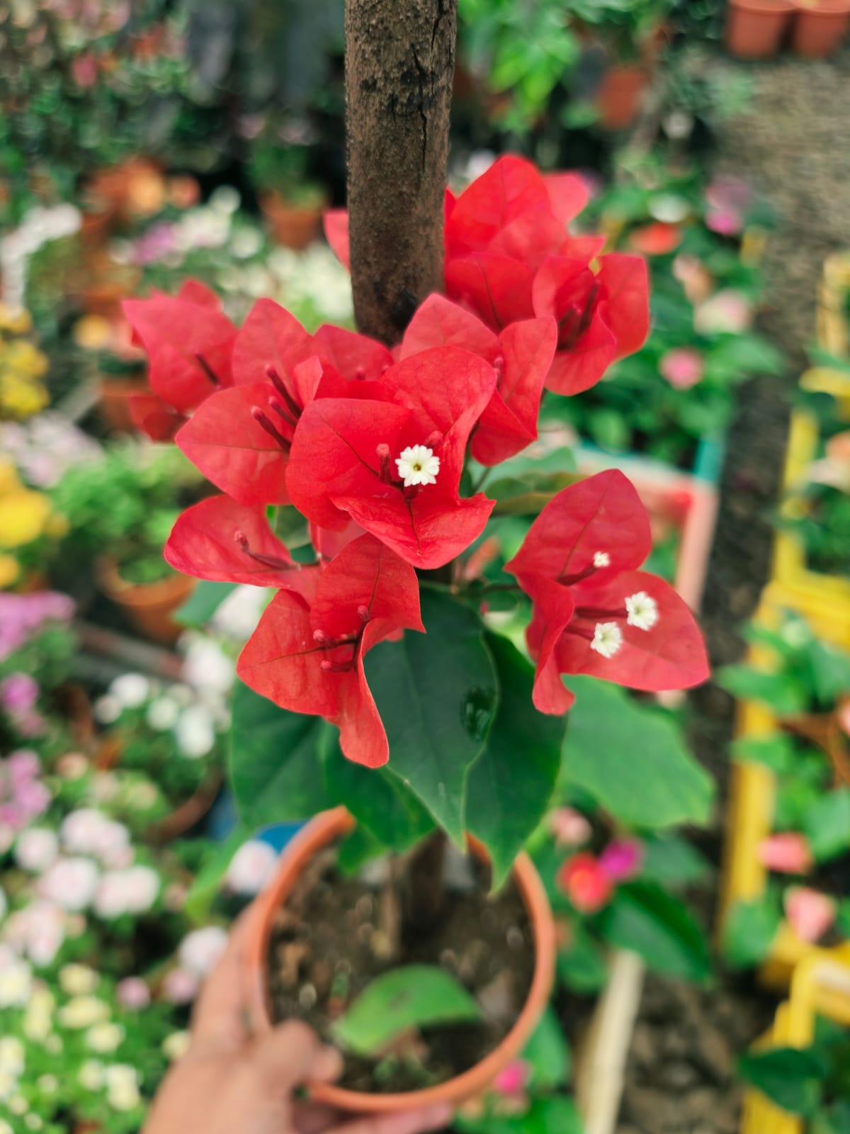 Red Pinkish Bougainvillea
