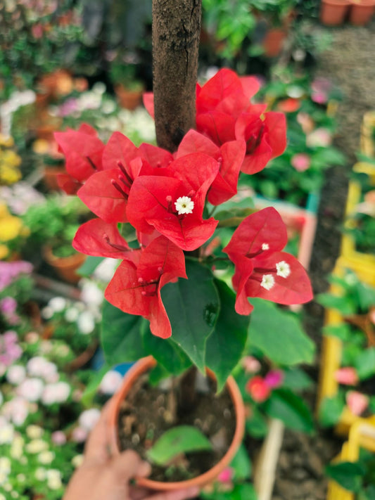 Red Pinkish Bougainvillea