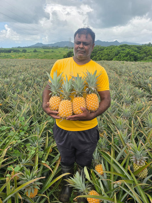 Ananas (Pineapple Plant)