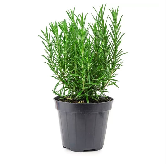 Potted Romarin