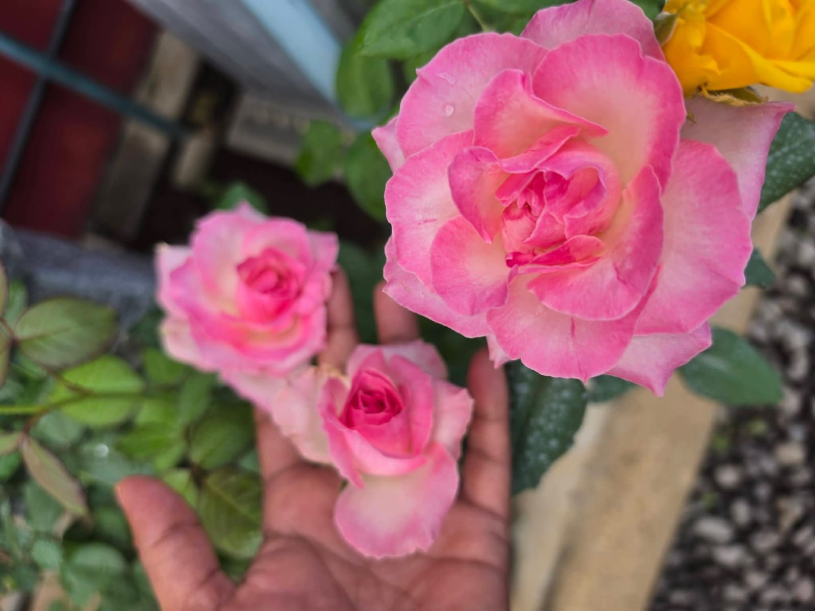 Rose 1