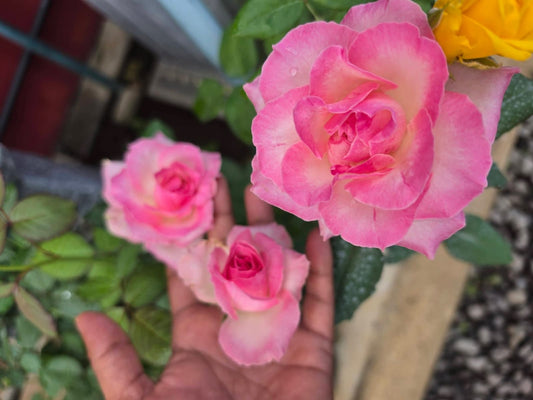 Rose 1