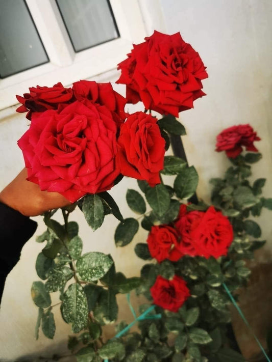 Rose 10