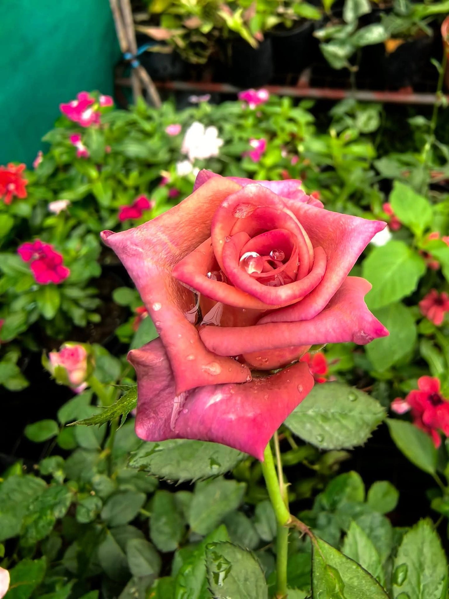 Rose 4