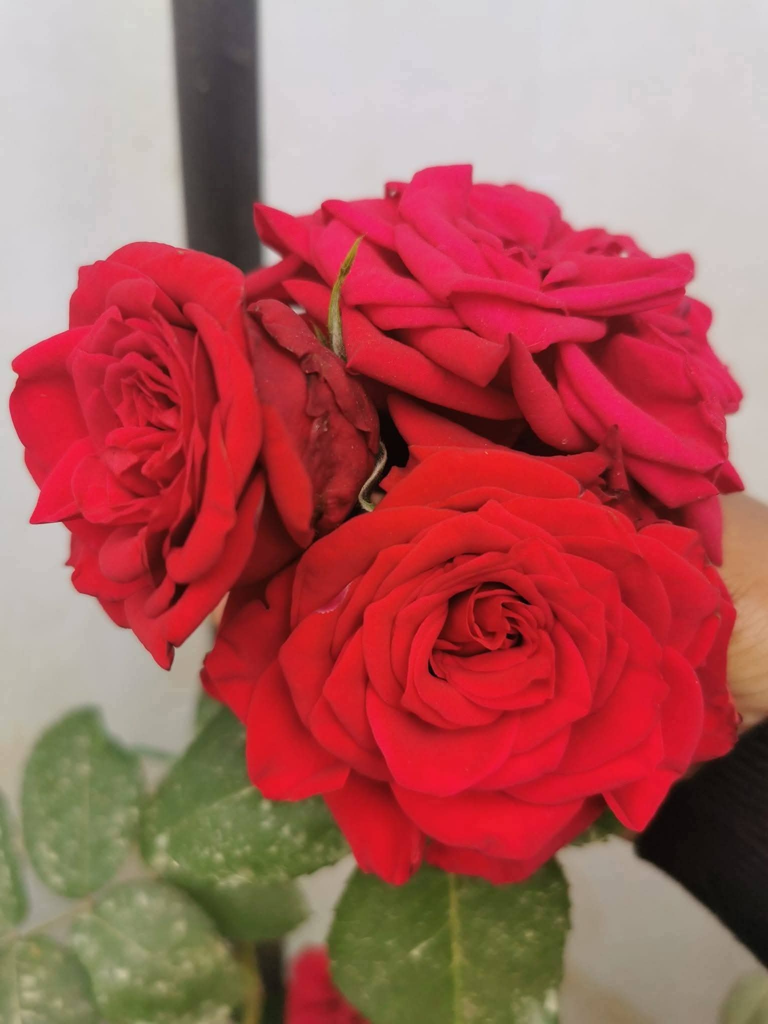 Rose 5