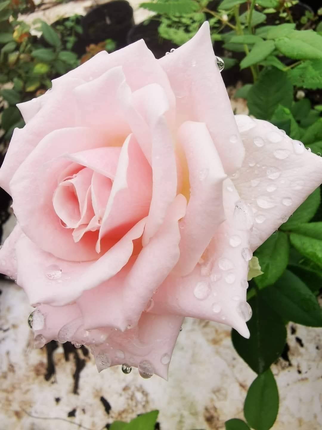 Rose 6