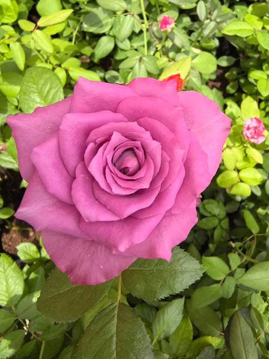 Rose 7