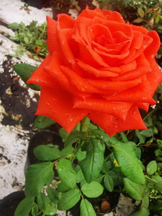 Rose 8