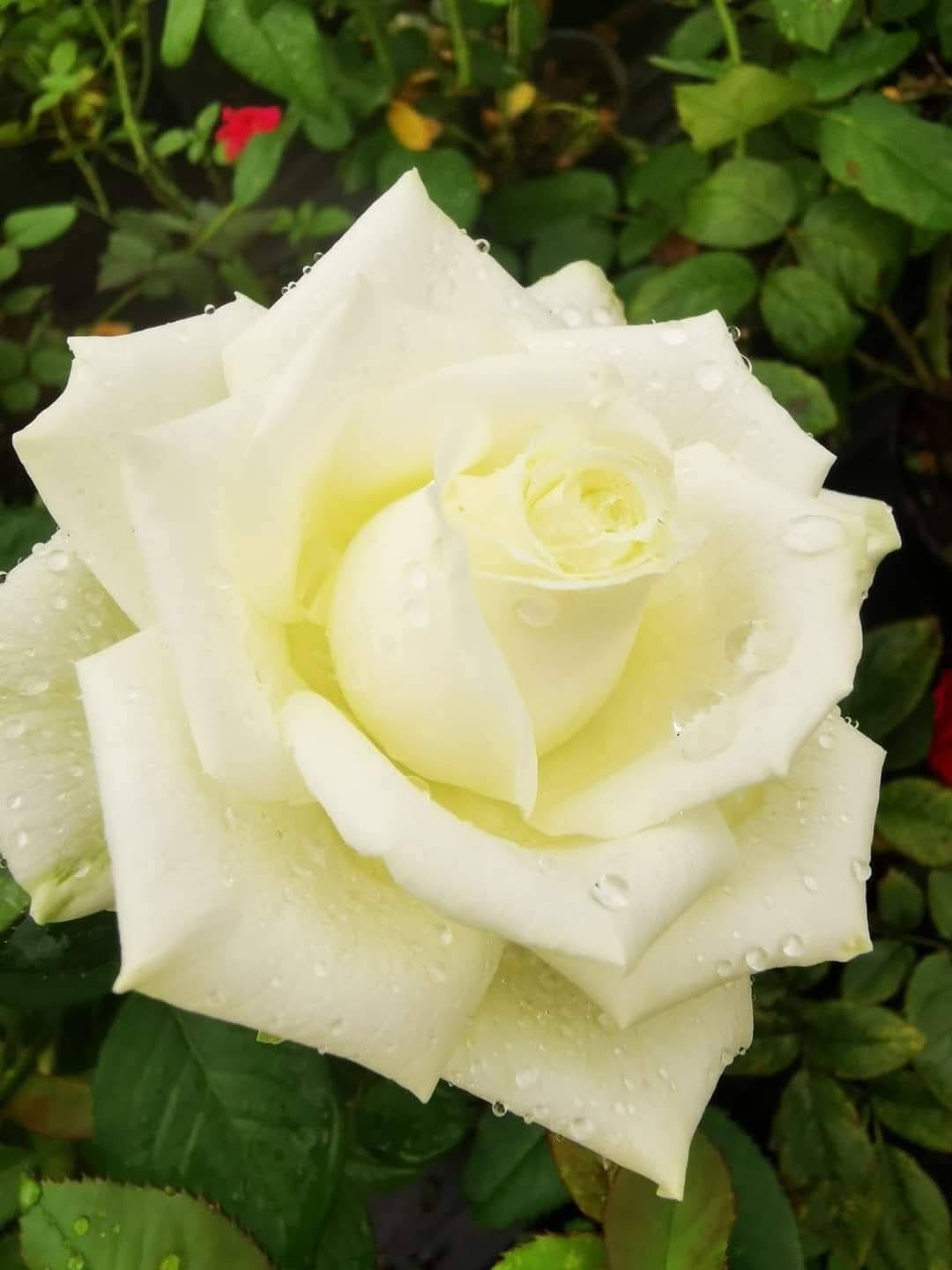Rose 9