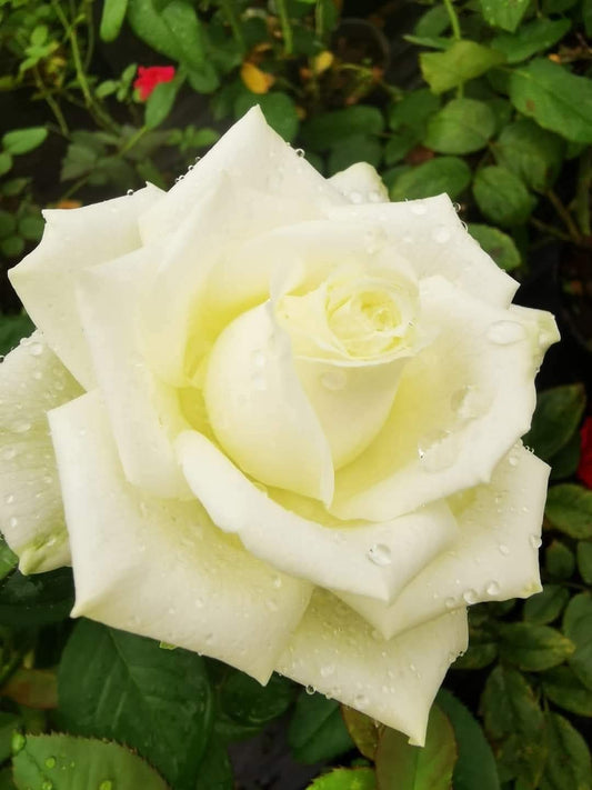 Rose 9
