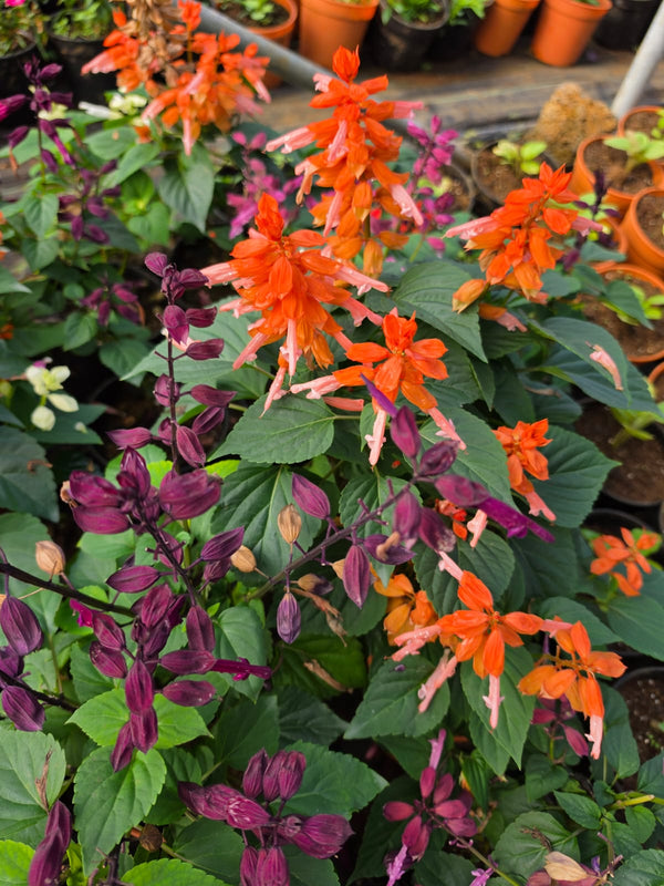 Salvia 130