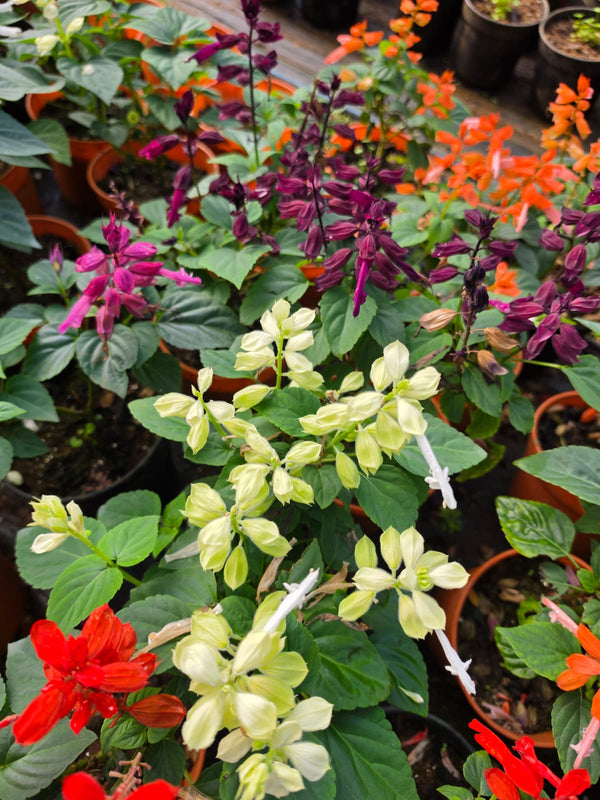 Salvia 131