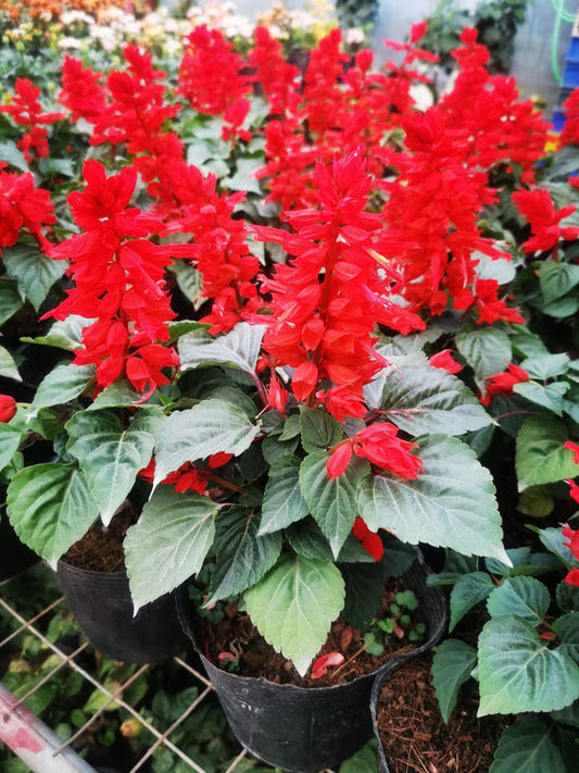Salvia Dark Red